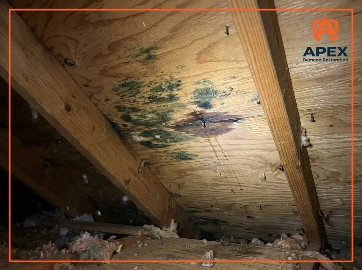 green mold growth on attic wood